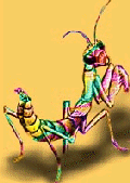 Mantis